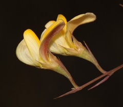 Aspalathus alpestris