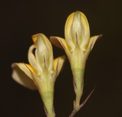 Aspalathus alpestris