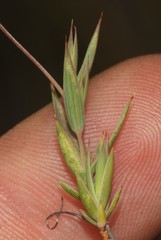 Aspalathus alpestris