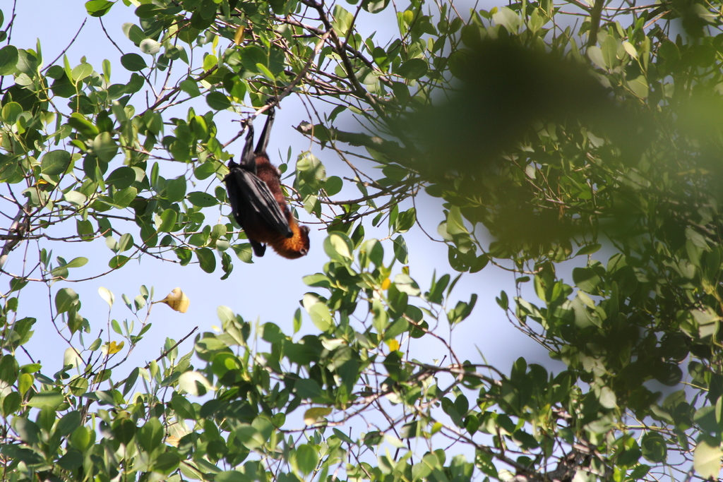 Moluccan Flying Fox