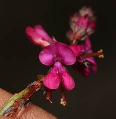 Indigofera sp-aff-humifusa