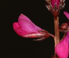 Indigofera sp-aff-humifusa