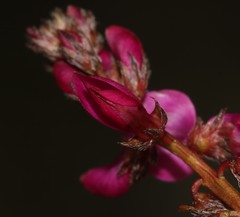 Indigofera sp-aff-humifusa
