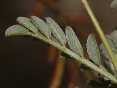 Indigofera sp-aff-humifusa