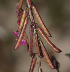 Indigofera sp-aff-humifusa