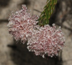 Sorocephalus lanatus