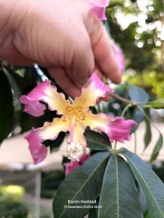 Ceiba crispiflora