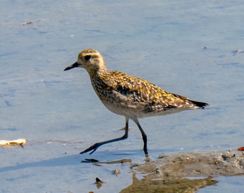 Pacific Golden-Plover
