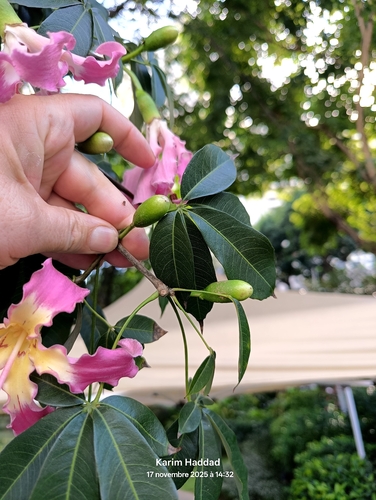 Ceiba crispiflora, photograph 2