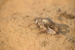 Schizodactylidae