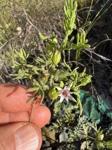Red Boronia
