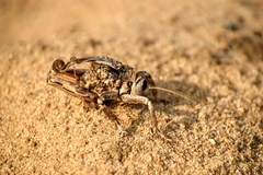 Schizodactylidae