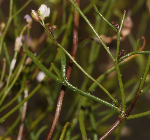 Image of Heliophila pinnata by (c) Brian du Preez, some rights reserved (CC BY-SA)