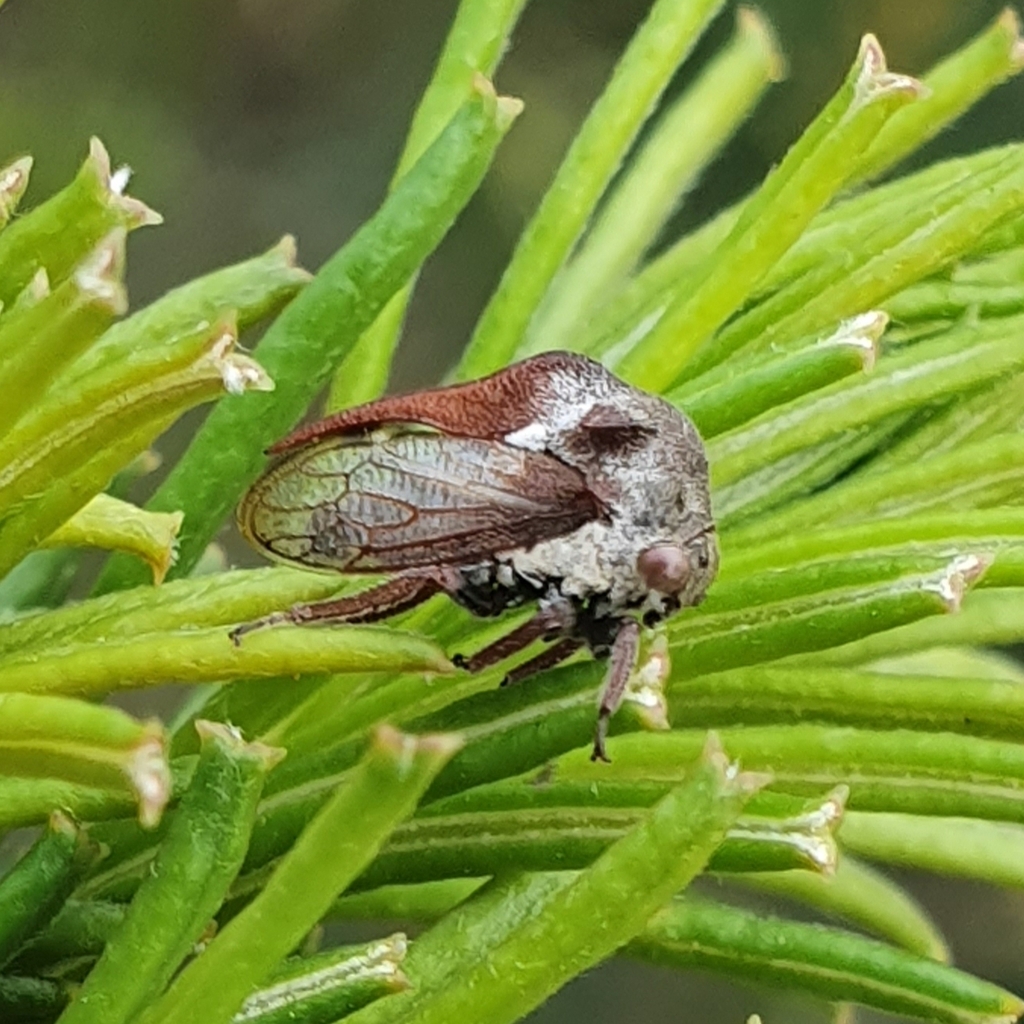 Bucktoniella