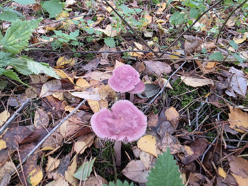 Mycena rosea · November 2025 · photo: © fungaryum (iNaturalist, cc0)