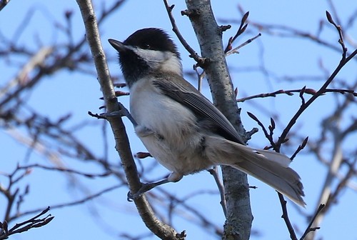Sombre Tit, Krupa, Croatia, photo 6 of 10