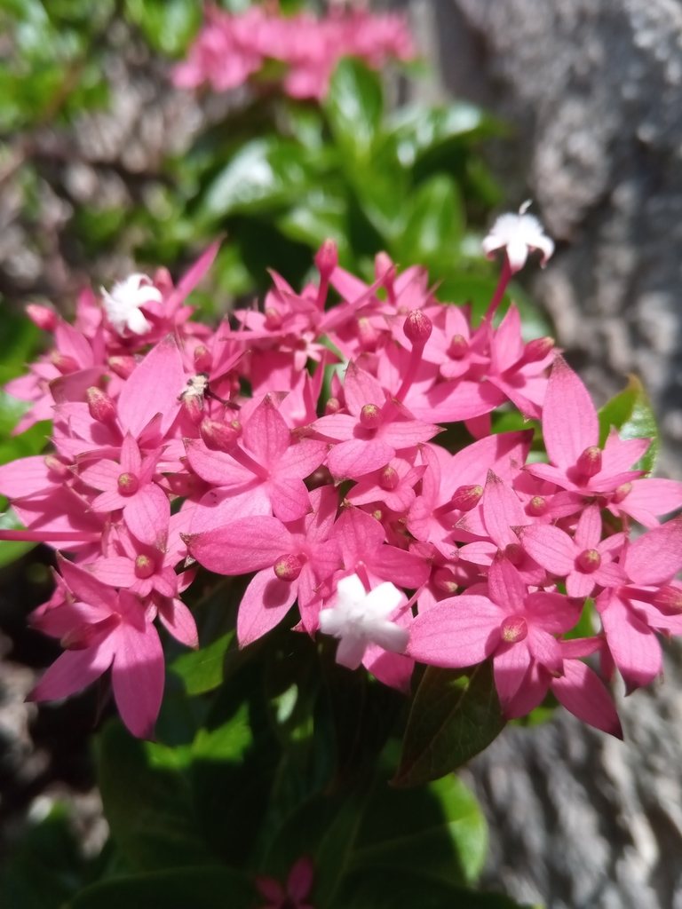 Paracarphalea angulata
