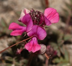 Indigofera sp-aff-humifusa