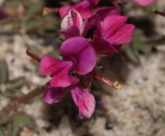 Indigofera sp-aff-humifusa
