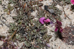 Indigofera sp-aff-humifusa