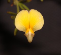 Aspalathus bracteata