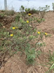 Berkheya pinnatifida stobaeoides