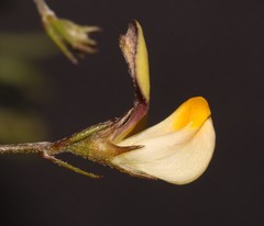 Aspalathus bracteata