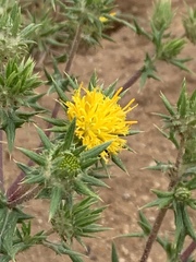 Berkheya pinnatifida stobaeoides