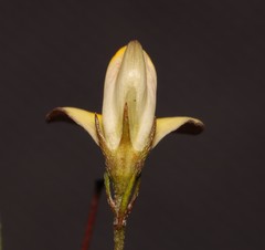 Aspalathus bracteata