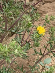 Berkheya pinnatifida stobaeoides