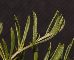 Aspalathus bracteata