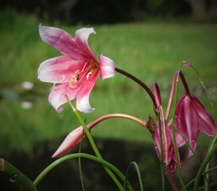 Crinum campanulatum