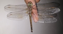 Anax ephippiger