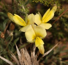 Lotononis exstipulata