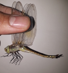 Anax ephippiger