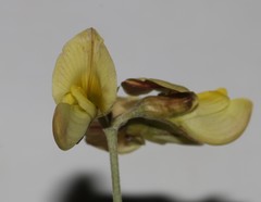 Lotononis exstipulata