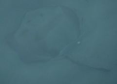 Trygonoptera testacea