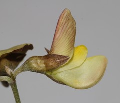 Lotononis exstipulata