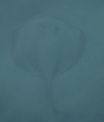 Trygonoptera testacea