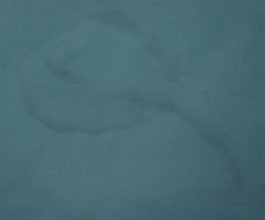 Trygonoptera testacea