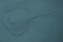 Trygonoptera testacea