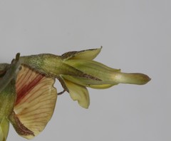 Lotononis exstipulata