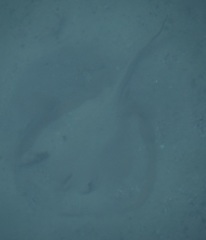 Trygonoptera testacea