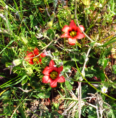 Romulea eximia