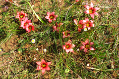 Romulea eximia