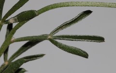 Lotononis exstipulata