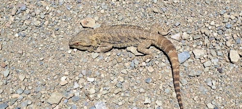 Central Bearded Dragon