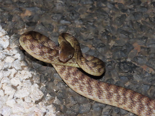 Brown Tree Snake sighting