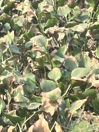common water hyacinth