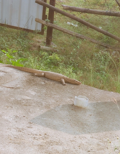 Bengal Monitor